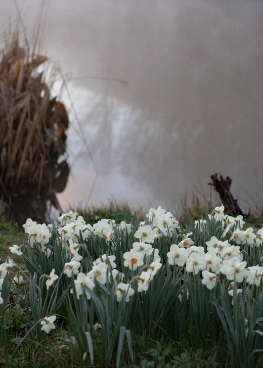 Flowers near the water